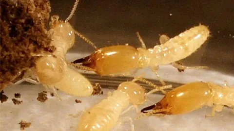 مكافحة حشرات بالرياض